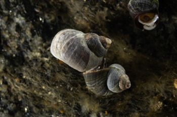 Media type: image;   Malacology 413373 Description: Live specimen image, in situ.;